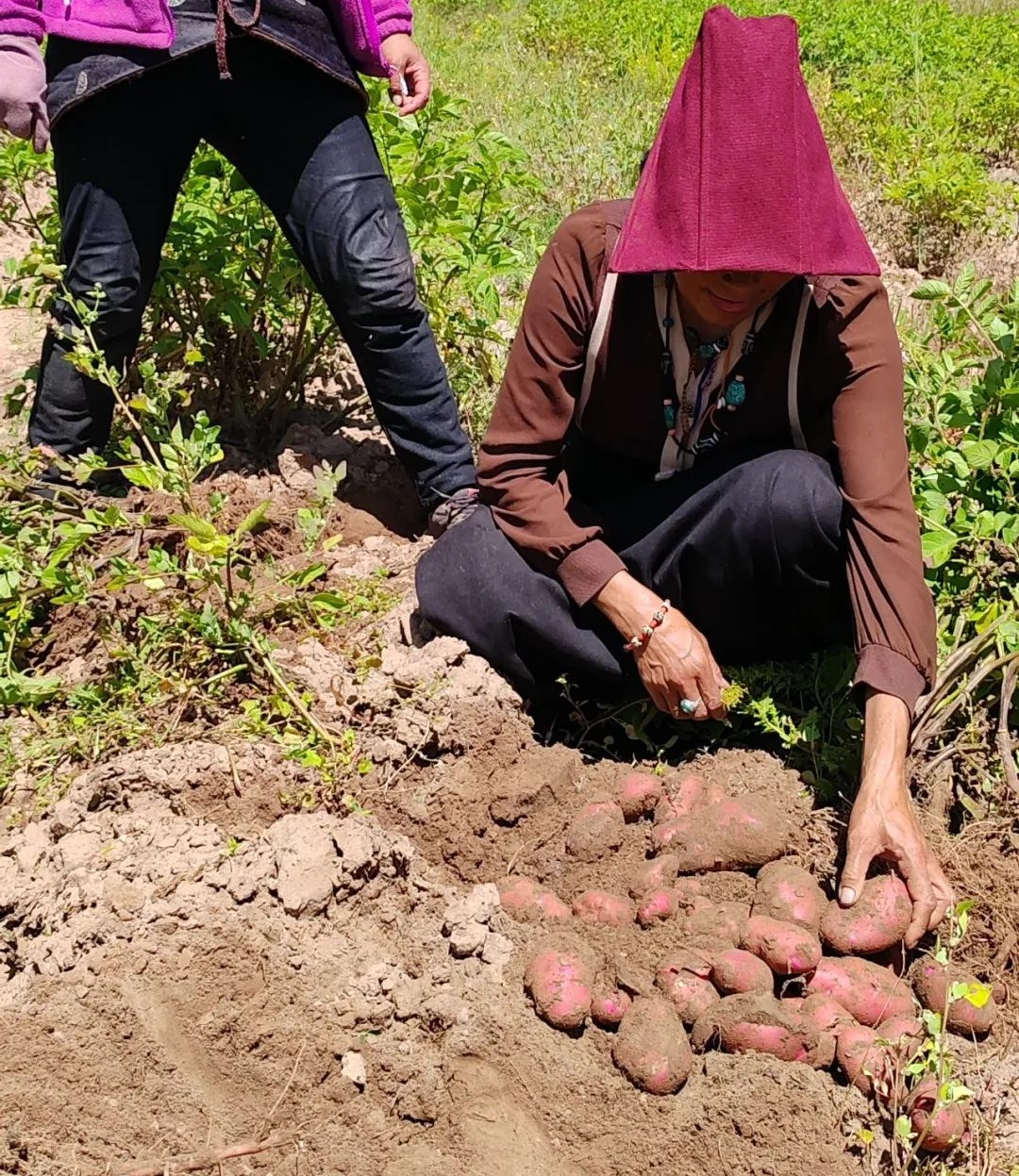 娘拉乡帕雄社马铃薯种植基地喜获丰收